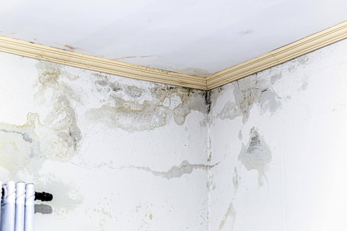 Mold growing on ceiling