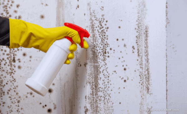 does vinegar kill mold