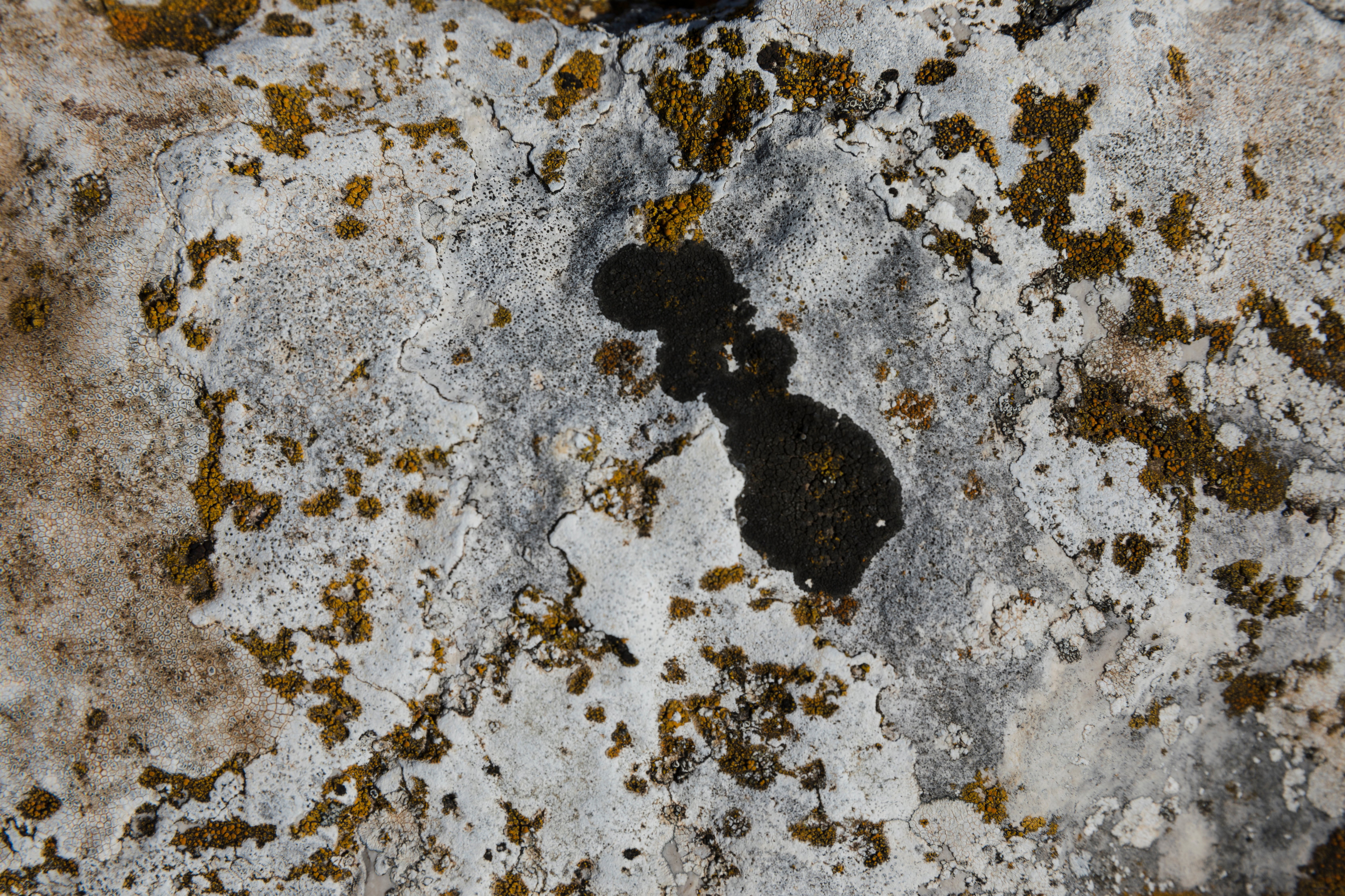 Can black mold causes cancer?! Know top mold inspection and testing near. 